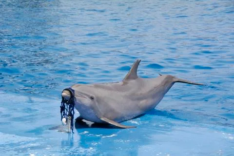 Sad dolphin with net on snout Stock Photos