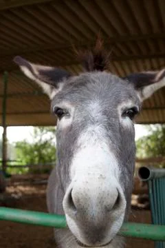 Sad donkey Stock Photos