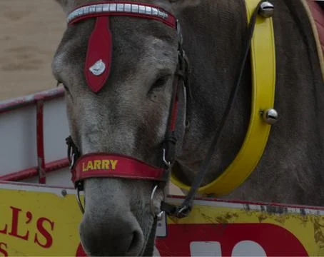 Sad donkey Stock-Fotos