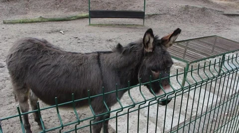 Sad donkey in zoo Stock Footage 48467977