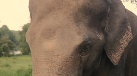 Sad elephant close up Stock Footage 60822694