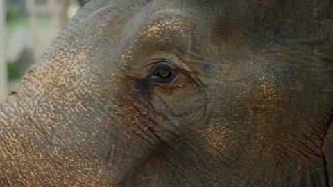 Sad elephant eyes close up Stock Footage 236560041
