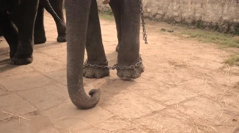 Sad elephant in zoo Stock Footage 60822251