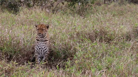 Sad eyed leopard sits in dry savanna grass looking toward camera Stock Footage 336659330
