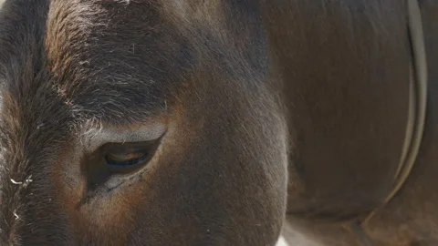 Sad eyes of a donkey. face of a donkey. close-up Stock Footage 119643376