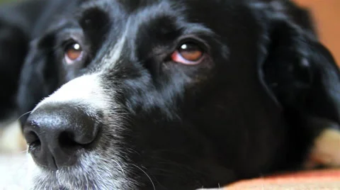 Sad Eyes Stock Footage 924105