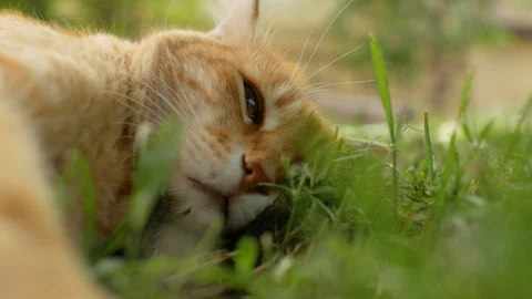 Sad face of a red cat lying on the green grass. 4 k video Stock Footage 108324878