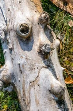 The sad face-tree Фото