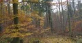 Sad fall and autumn colors in german forest landscape panning 4k or 4k+ Resolution