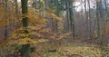 Sad fall and autumn colors in german forest landscape 4k or 4k+ Resolution