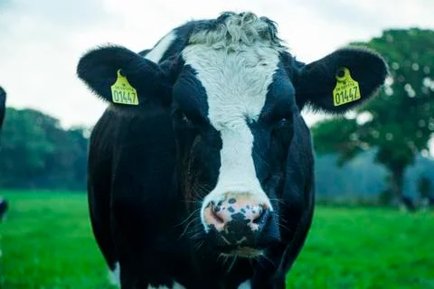 Sad Farm Cow Crying Stock Photos