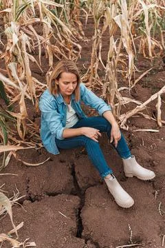 Sad farmer sitting in dried corn field, worried about the harvest Stock Photos