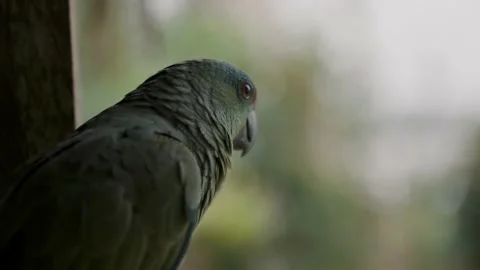 Sad Festive Amazon Parrot Looking Afar With Burred Bokeh Background. - Video stock 217367253