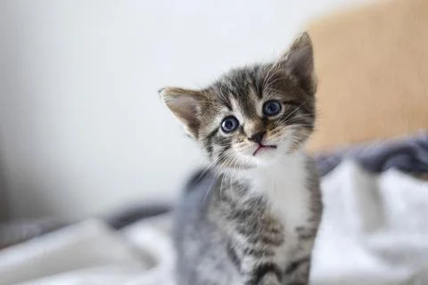 A sad five-week-old kitten on a defocused background. Shallow depth of field Fotos de archivo