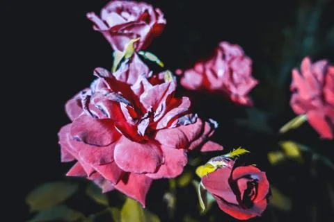 Sad Flowers. 스톡 사진