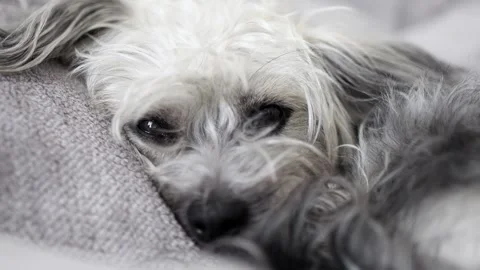 Sad Fluffy Gray Dog Lying in Bed at Home, Looking Sick or Lonely Видео 331458656