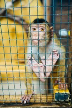 Sad fluffy monkey in a cage sits Stock Photos
