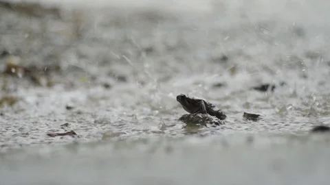 Sad frog sits under heavy tropical rain. Stock Footage 113752996