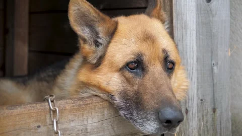 Sad german shepherd on chain laying down in kennel Video stock 337909116