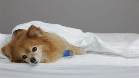 Sad German Spitz dog is lying under blanket after complicated bandaging of paws Stock Footage 211720619