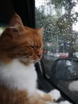Sad Ginger Cat looking out the rainy car window eyes shut Stock Photos