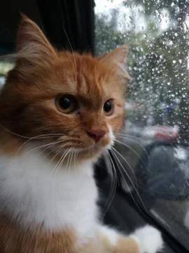 Sad Ginger Cat looking out the rainy car window after leaving home Stock Photos