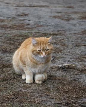 Sad ginger cat Stock Photos