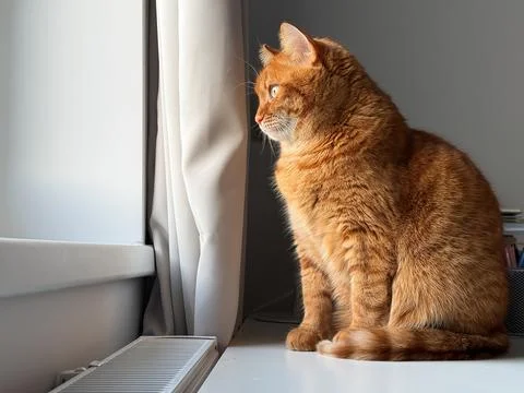 Sad ginger cat sitting on the table and looking at the window Foto stock
