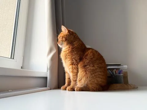 Sad ginger cat sitting on the table and looking at the window Stock Photos