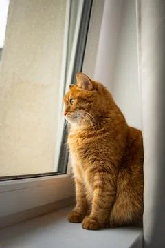 Sad ginger cat sitting by the window and looking attentively Stock-Fotos