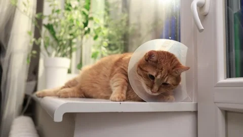 Sad ginger cat wearing a cone of shame rests by the window, recovering from Stock Footage 338433775