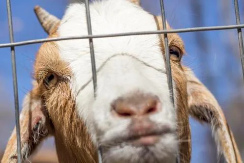 Sad Goat Stock Photos