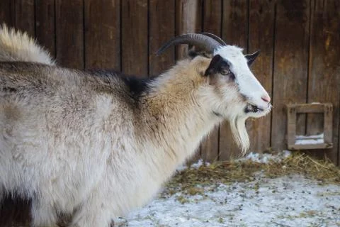A sad goat. Stock Photos