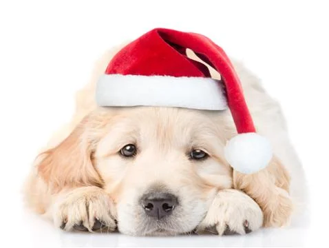 Sad Golden Retriever puppy in red christmas santa hat lying in front view. is Stock Photos