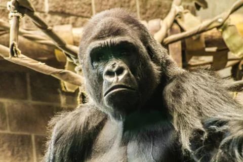 Sad Gorilla Face Stock Photos