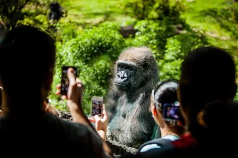 Sad gorilla Stock Photos