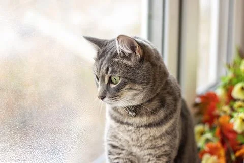 Sad gray cat sits at the window and looks out into the street frozen glass ag Stock Photos