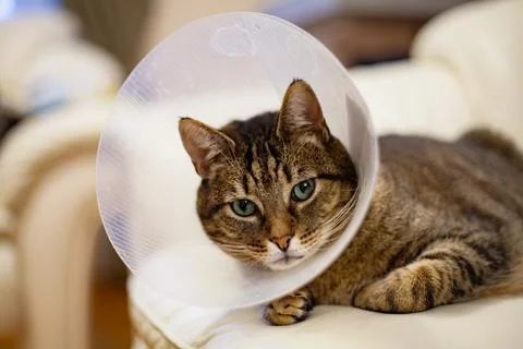 Sad green eyes cat in a  plastic cone Stock Photos