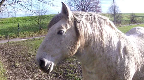 Sad horse. Stock Footage 33577721