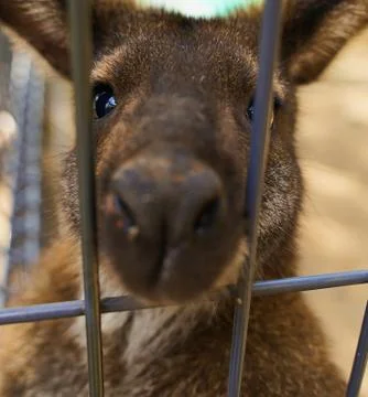 Sad kangaroo behind bars. Sad eyes of an animal in captivity, concept free an Stock Photos