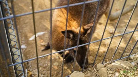 Sad kangaroo behind bars. Sad eyes of an animal in captivity, concept free an Stock Photos