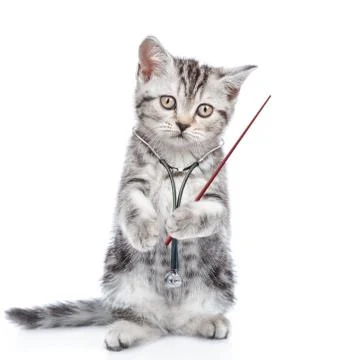Sad kitten with stethoscope on his neck pointing away on empty space. Isolate Stock Photos