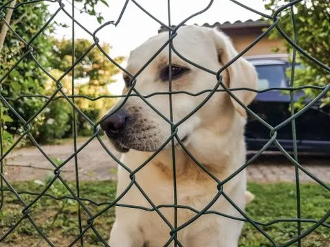 A sad labrador behind bars. Stock Photos