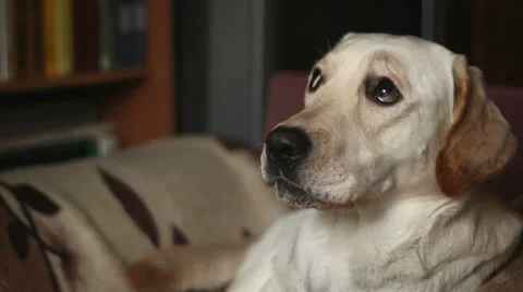 Sad Labrador Stock Footage 49060612