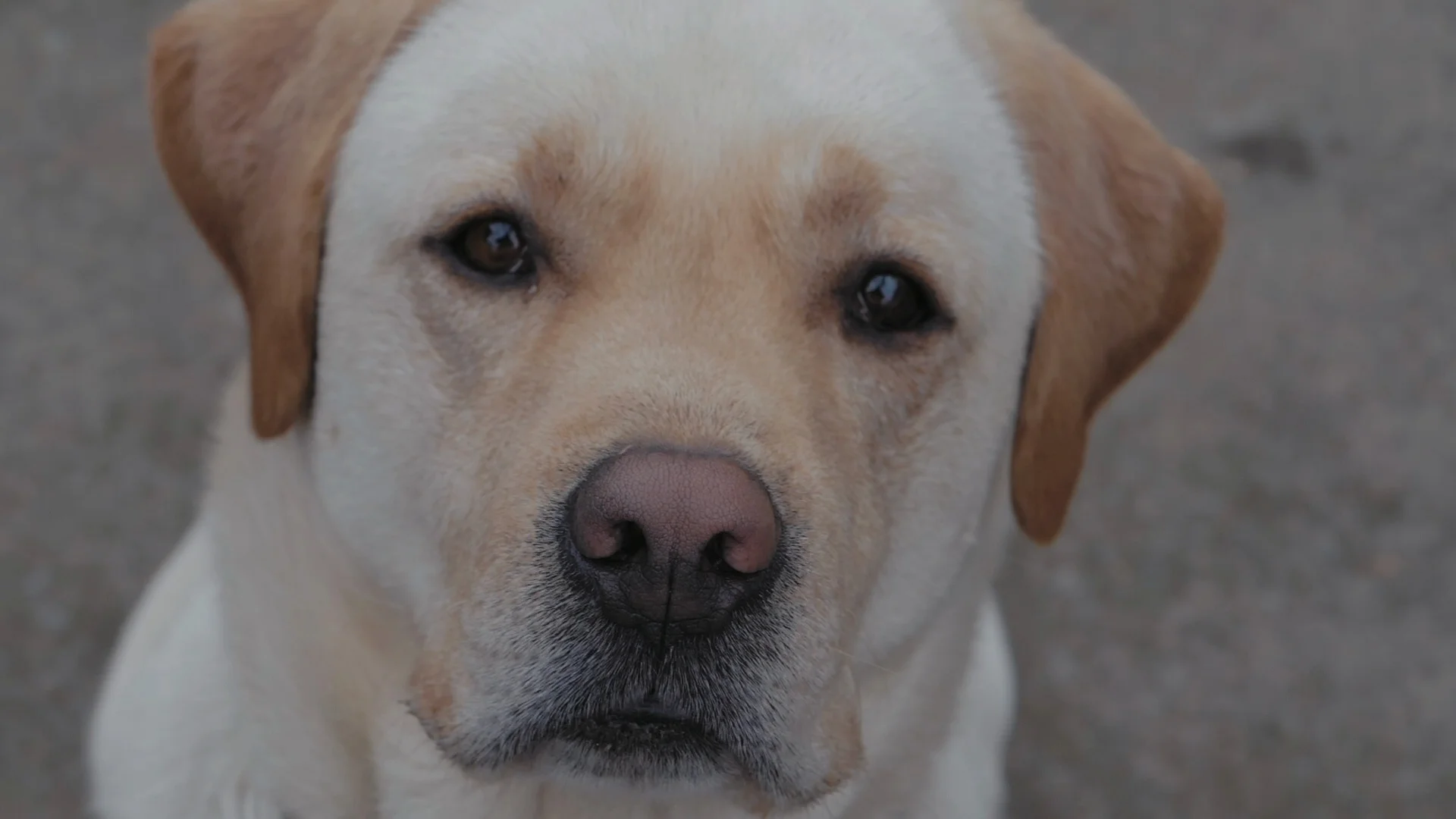 are labradors sad