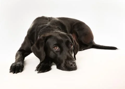 Sad labrador Stock Photos