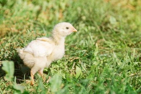 A sad little chick in the grass. Stock Photos