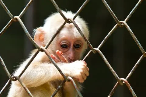 Sad little monkey Stock Photos