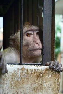 Sad lonely monkey behind the bars of the cage Stock Photos