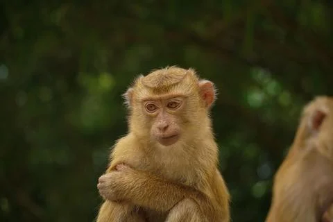 Sad lonely monkey on the hill, monkey hill in Phuket. Monkey sits and thinks Stock Photos